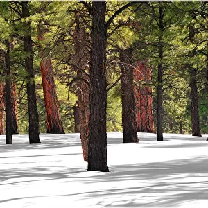 Pondersoa Pines, Arizona, south western United States of America