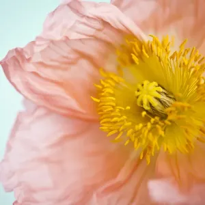 Fleur de pavot. Fleur de pavot.