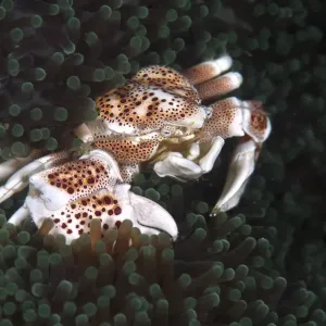 Porcelain Crab Print on Coral Reef