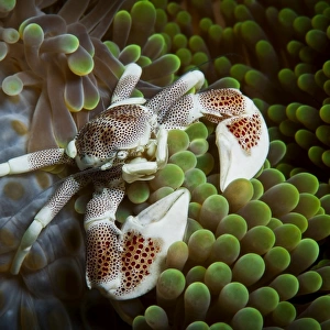 Porcelain crab on anemone