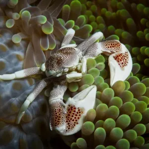 Porcelain crab on anemone Porcelain crab on anemone