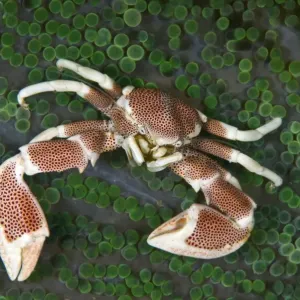 Porcelain crab in an anemone Porcelain crab in an anemone