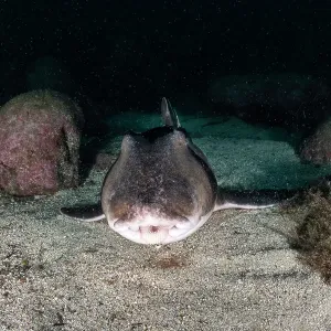 Port Jackson shark close up, Jervis Bay, NSW Port Jackson shark close up, Jervis Bay, NSW