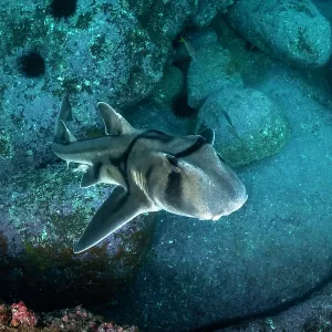 Port Jackson shark, Jervis Bay, NSW
