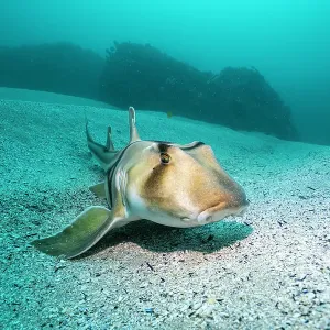 Port Jackson shark resting on the ocean floor, Jervis Bay Marine Park Port Jackson shark resting on the ocean floor, Jervis Bay Marine Park