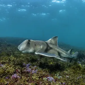 Port Jackson shark swimming over coral reef Port Jackson shark swimming over coral reef