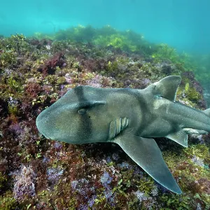 Port Jackson shark swimming over coral reef Port Jackson shark swimming over coral reef