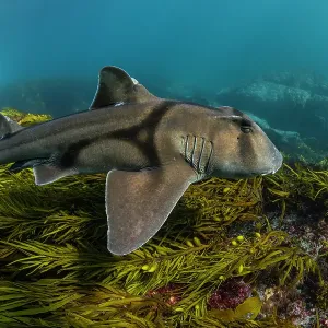 Port Jackson shark swimming over sea grass, Montague Island, NSW