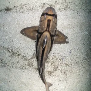 Port Jackson shark view from above, Jervis Bay Marine Park Port Jackson shark view from above, Jervis Bay Marine Park