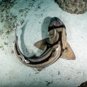 Port Jackson shark view from above, Jervis Bay Marine Park Port Jackson shark view from above, Jervis Bay Marine Park