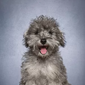 Portrait of a Bichon Frise x Miniature Schnauzer puppy looking at the camera on a gray