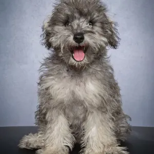 Bichon Frise x Miniature Schnauzer Puppy Print Bichon Frise x Miniature Schnauzer Puppy Print
