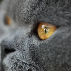 Portrait of a Cat