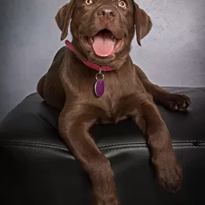 Portrait of a chocolate brown Labrador Retriever Puppy looking at the camera on a gray