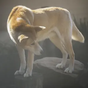 Print of a Dingo in Sunlight