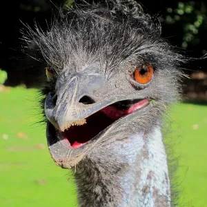 Portrait of Emu Portrait of Emu