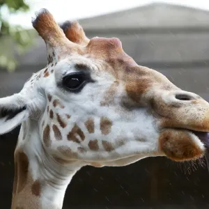 Print of a Giraffe with its tongue extended during a rain shower