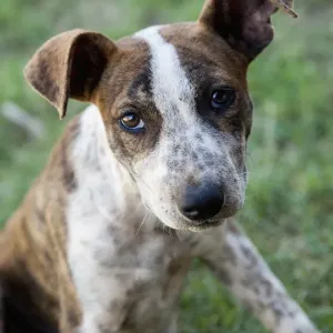 Print of a puppy from Australian Views