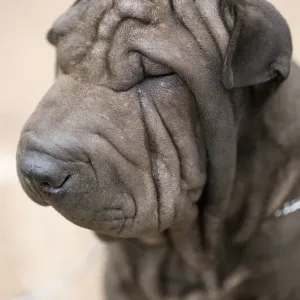 Portrait of a Shar-Pei dog, close-up Portrait of a Shar-Pei dog, close-up
