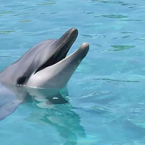 Portrait of smiling dolphin in turquoise water Portrait of smiling dolphin in turquoise water