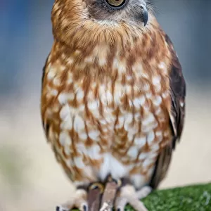Portrait of a Southern Boobook Owl - Australia