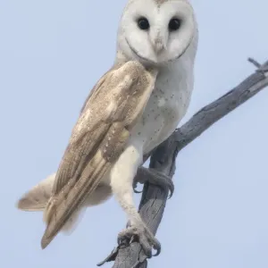 Portrait of a wild barn owl (Tyto alba) perched on a branch during daylight Portrait of a wild barn owl (Tyto alba) perched on a branch during daylight