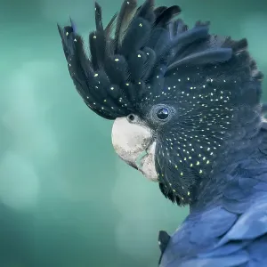 Portrait of a wild red-tailed black cockatoo (Calyptorhynchus banksii) with raised crest head feathers and blurred bokeh background Portrait of a wild red-tailed black cockatoo (Calyptorhynchus banksii) with raised crest head feathers and blurred bokeh background
