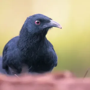 Portrait of a wild white-winged chough (Corcorax melanorhamphos) from Melbourne, Australia Portrait of a wild white-winged chough (Corcorax melanorhamphos) from Melbourne, Australia