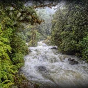 Poseidon creek, South Island, New Zealand