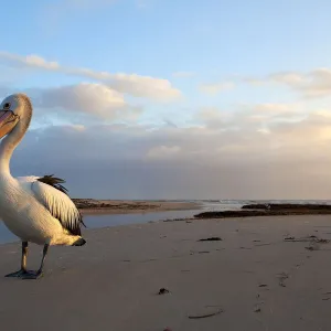 Posing Pelican