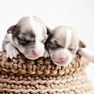 pot of pups