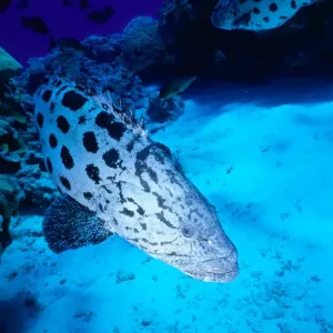 Potato Cod