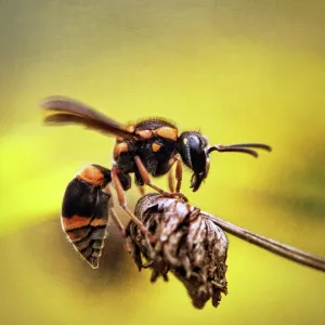 Potter wasp