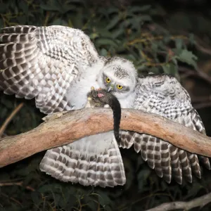 Powerful owl chick