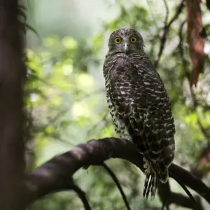 powerful owl roosting on branch in day time powerful owl roosting on branch in day time