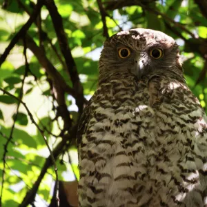 Powerful owl roosting or Ninox strenua