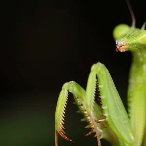 Insects Collection: Small Insects Larger Than Life Size