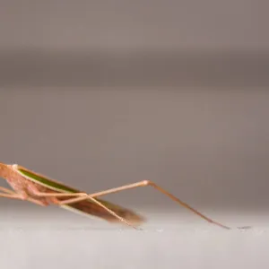 Praying Mantis