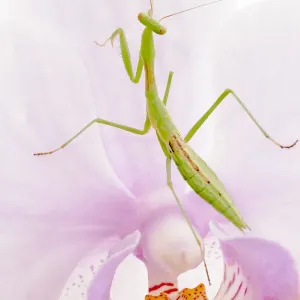 Praying Mantis On Orchid Flower Praying Mantis On Orchid Flower