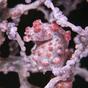 Pregnant Pygmy Seahorse Print