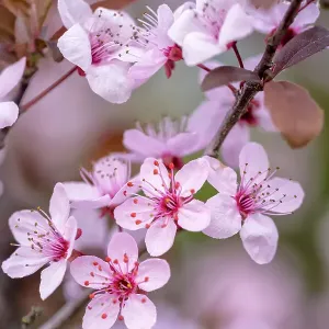 Pretty plum blossoms on the tree Pretty plum blossoms on the tree