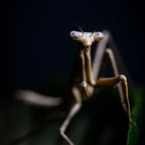 Preying mantis Preying mantis