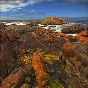 The pristine and wild Tarkine wilderness area and coastline, Tasmania, Australia
