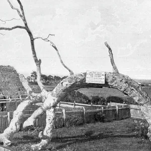 Proclamation Tree, South Australia Proclamation Tree, South Australia