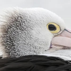 Un perfil lateral de un pelícano australiano.