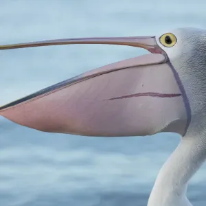 Perfil lateral de un pelícano australiano que parece reír.