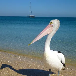 A proud pelican on the beach at Monkey Mia