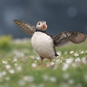 Puffin stretching wings among flowers