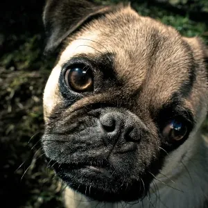 Pug dog puppy Pug dog puppy