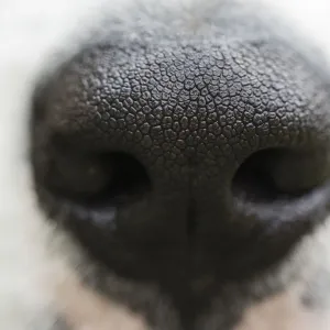 Puppy Dog Nose